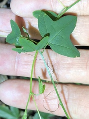 Passiflora aurantia samoensis