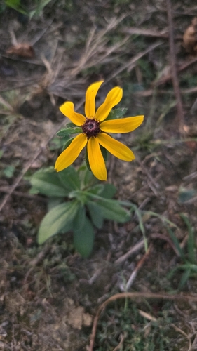 black-eyed Susan
