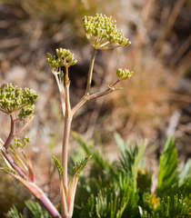 Aciphylla glacialis