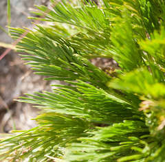 Aciphylla glacialis