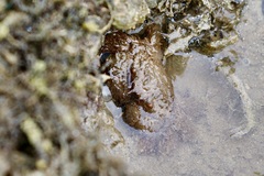 Pilumnus vespertilio