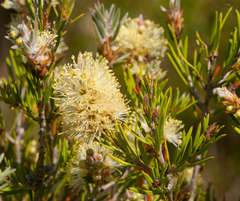 Melaleuca pityoides