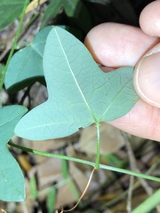 Passiflora aurantia samoensis