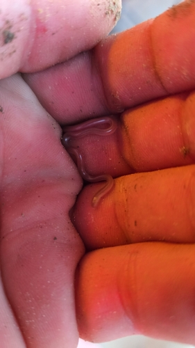 Texas Blind Snake