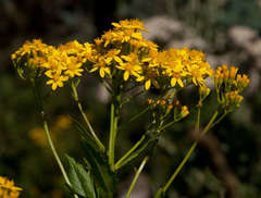 Senecio linearifolius latifolius