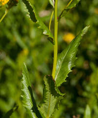 Senecio linearifolius latifolius