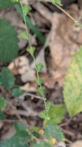 Agrimonia pubescens observed 2026-10-11