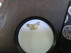 Idaea trigeminata