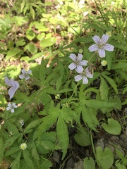 Geranium krylovii