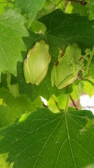 Hyla cinerea
