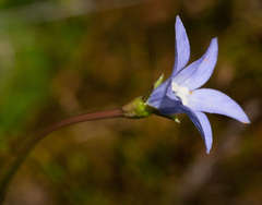 Wahlenbergia ceracea