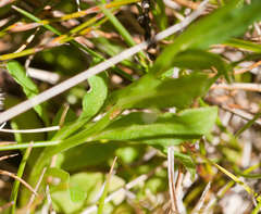 Wahlenbergia ceracea