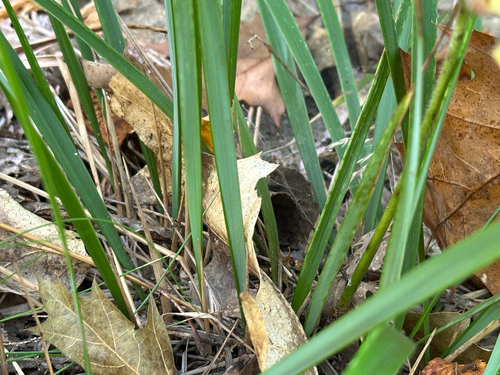 Oryzopsis asperifolia observed 2026-10-11