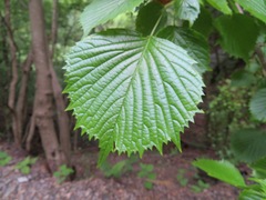 Euptelea polyandra