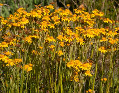 Senecio pinnatifolius alpinus