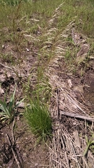 Deschampsia cespitosa