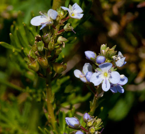 Image of Veronica nivea by (c) Chris Clarke, some rights reserved (CC BY)