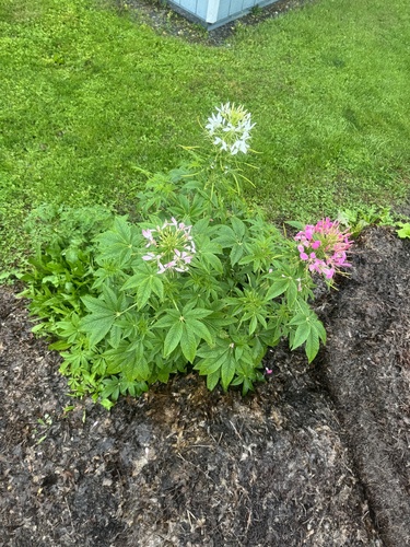 Spider flower