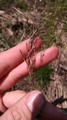 Deschampsia cespitosa
