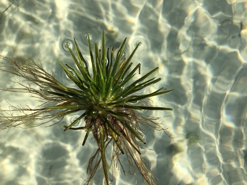 Lake quillwort (Isoetes lacustris)