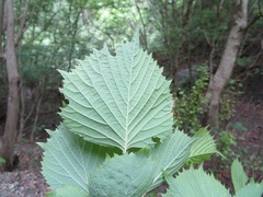Euptelea polyandra