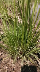 Deschampsia cespitosa