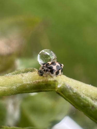 Twenty-spotted Lady Beetle