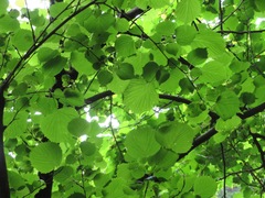 Euptelea polyandra