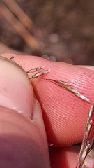 Deschampsia cespitosa