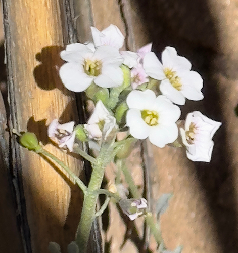 white bladderpod