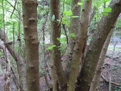 Euptelea polyandra