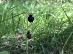 Ophrys sphegodes sphegodes