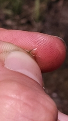 Deschampsia cespitosa