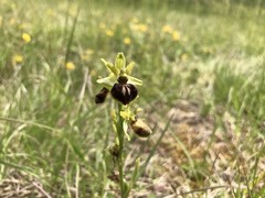 Ophrys sphegodes sphegodes