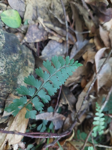 Lindsaea orbiculata observed 2026-10-12