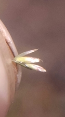 Deschampsia cespitosa