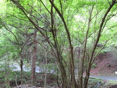 Euptelea polyandra