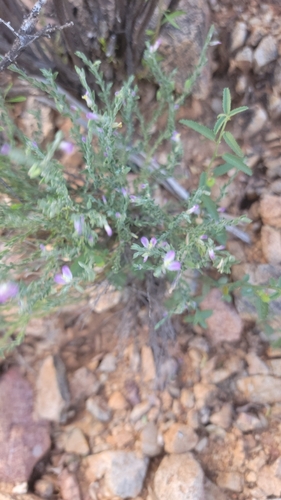 Glandleaf Milkwort