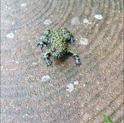 Oriental Fire-bellied Toad