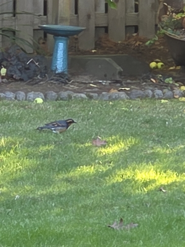 Varied Thrush