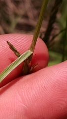 Deschampsia cespitosa