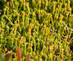 Scleranthus biflorus