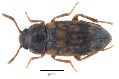 Mycetophagus multipunctatus