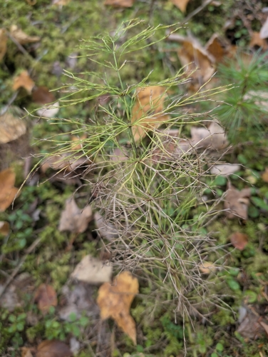 wood horsetail