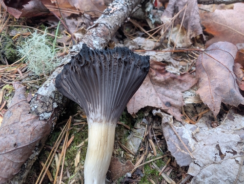 Grey Waxcap