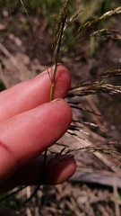 Deschampsia cespitosa