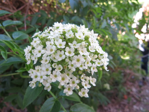 How to identify Sambucus australis Cham. & Schltdl.