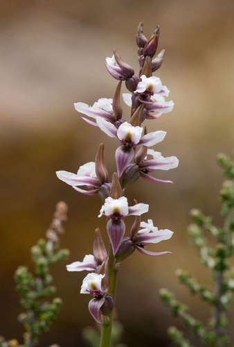 Image of Prasophyllum suttonii by (c) Chris Clarke, some rights reserved (CC BY)