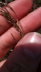 Deschampsia cespitosa