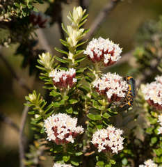 Ozothamnus alpinus